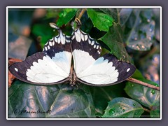 Papilio dardanus