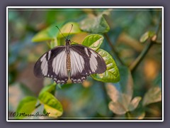 Papilio dardanus tibullus