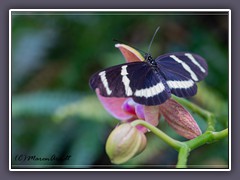 Passionsblumenfalter - Heliconius-pachinus