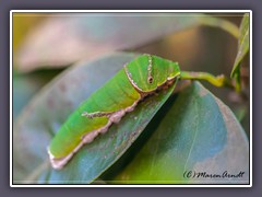 Raupe - Papilio polytes gewöhnlicher Mormone
