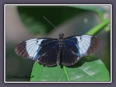 Sapho Passionsfalter - Heliconiu sapho