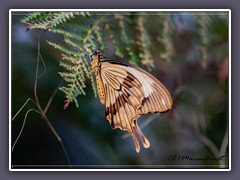 Schein Schwalbenschwanz - Papilio dardanus