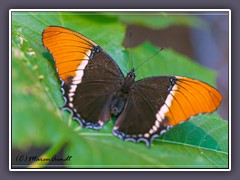 Schokoladenfalter - Siproeta epaphus