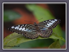 Segler - Parhtenos sylvia