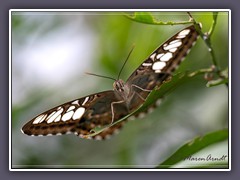 Segler - Parhtenos sylvia - Auge in Auge