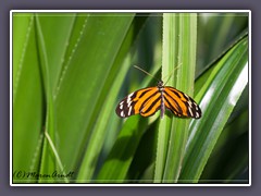 Tiger Passionsfalter - Heliconius ismenius