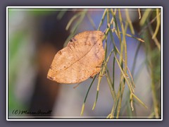 Wandelndes blaues Blatt