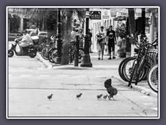 Glückliche Hühner in Key West