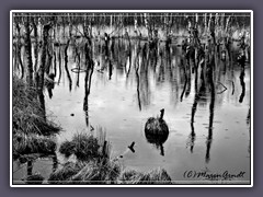 Regenwetter im Moor