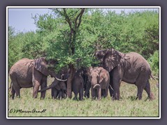 Die Serengeti Nord im Herbst ist grün und bietet Nahrung 