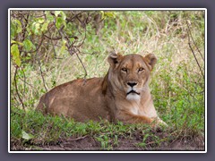 Für die Löwen in der Nordserengeti ist der Tisch im Herbst reich gedeckt  - anders als bei den Löwen in der Südserengeti