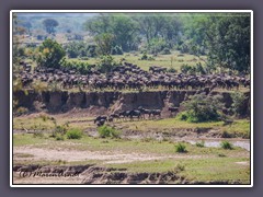 Gnus sammlen sich um den Mara Fluss zu überqueren 