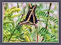 Großer Schwalbenschwanz -Papilio cresphontes Cramer