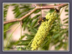 Wildbiene an Honig Mesquite Busch - Prosopis Glandulosa)