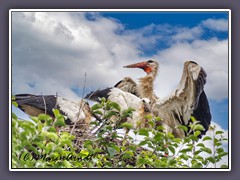 Eine Storchenfamilie