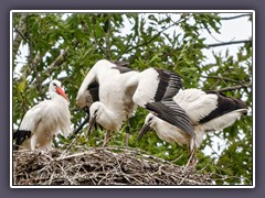 Endlich Futter im Nest