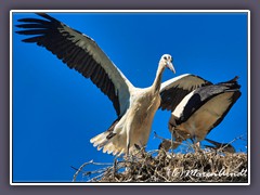 Er ist der Größte im Nest