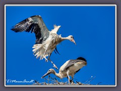 Erste Flugversuche