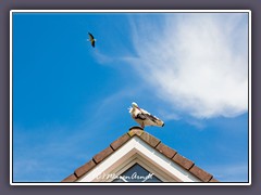 Hausstorch