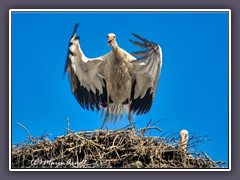 Singstorch