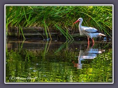 Storch im Grünen