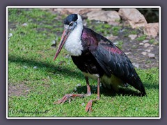 Weißhalsstorch  aus Sri Lanka -  Zoo