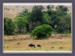 Gnuwanderung in der Nord Serengeti