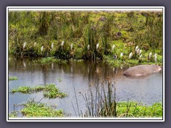 Hippo Pool im Ngorongoro Crater