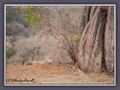 Mittagsruhe unter dem Baobab