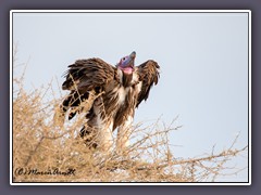 Ohrengeier - Lappet Faced Vulture - Torgos tracheliotos