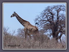 Schützenswerte Giraffe
