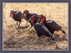 Südlicher Hornrabe - Southern Ground Hornbill -  Bucorvus leadbeateri