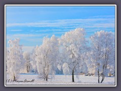 Winter - Birken 