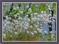 Wollgras - Frühling im Moor