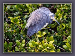 Tricolor Heron - Dreifarbenreiher - Egretta tricolor