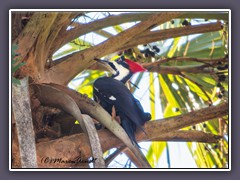 Helmspecht - Pileated Woodpecker