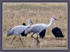Kanada Kranich - Sandhill Cranes