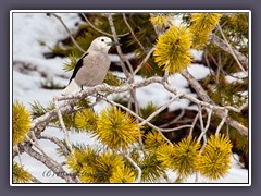 Kiefernhäher - Clarks Nutcracker