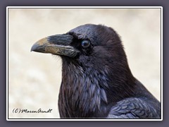 Kolkrabe - Common Raven