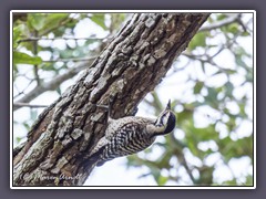 Texasspecht - Ladder Backed Woodpecker