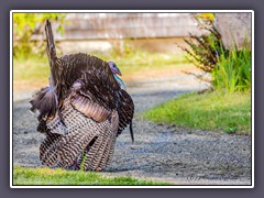 Wilder Puter - Wild Turkey