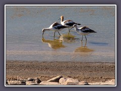 American Avocet - Recurvirostra americana - amerikanischer Säbelschnäbler