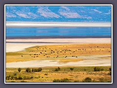 Büffelherde am Strand der Buffalo Bay