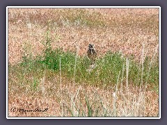 Burrowing Owl  - Athene cunicularia - Prairieeule