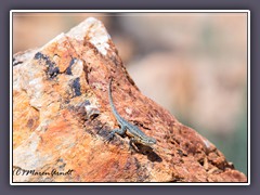 Common Side Blotched Lizard-  Uta stansburiana - Gemeine Seitenfleckleguan