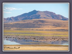 Für die Bird Migration ist der Salzsee und die Insel ein wichtiger Stop