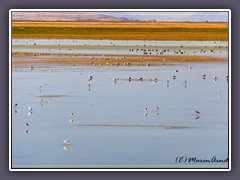 Migrationsrastplatz - American Avocet - ernähren sich von Brine Flys