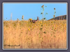 Muledeer im Meer von wilden Sonnenblumen