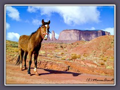Navajo Horse