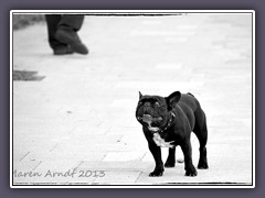 Modehündchen in Valencia